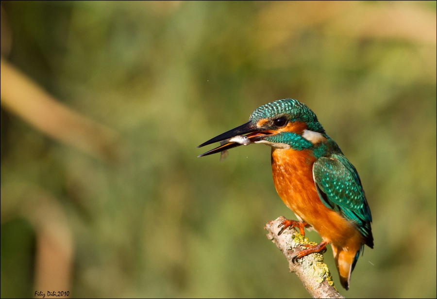 Yalıçapkını » Common Kingfisher » Alcedo atthis