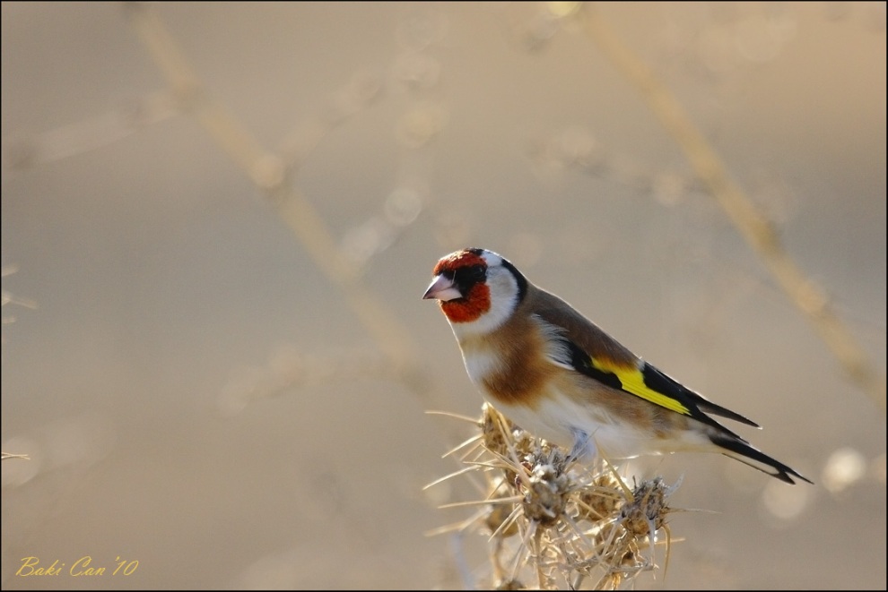 Saka » European Goldfinch » Carduelis carduelis