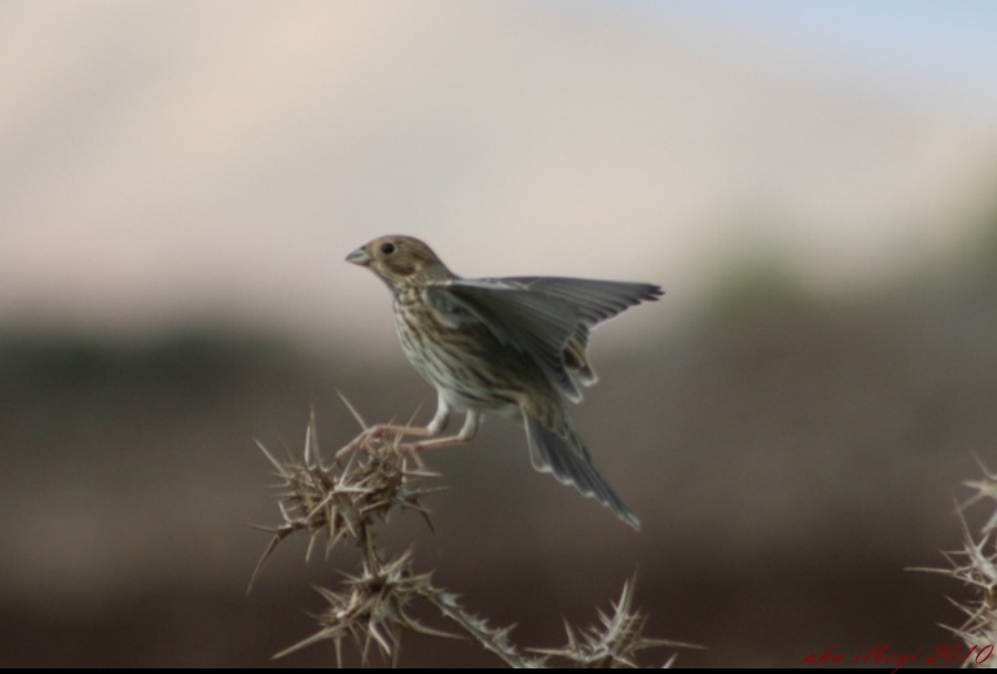 Tarla kirazkuşu » Corn Bunting » Emberiza calandra