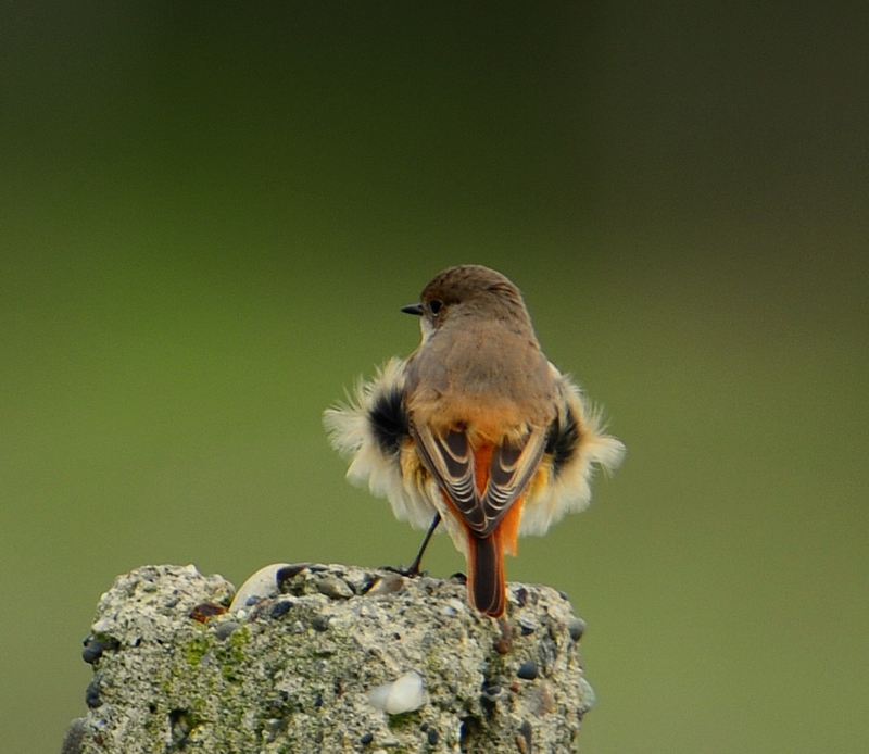 Kızılkuyruk » Common Redstart » Phoenicurus phoenicurus