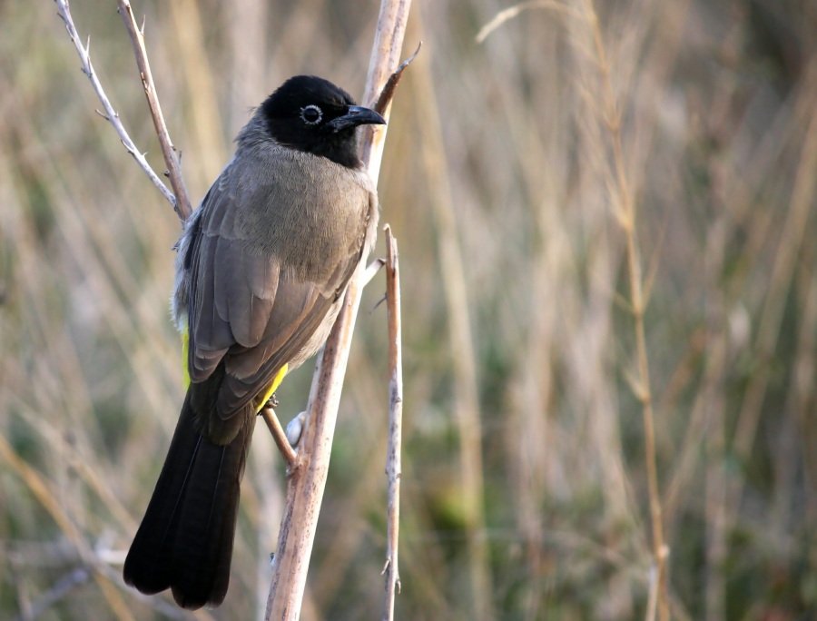 Arapbülbülü » White-spectacled Bulbul » Pycnonotus xanthopygos