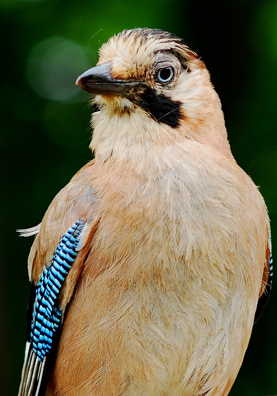 Alakarga » Eurasian Jay » Garrulus glandarius