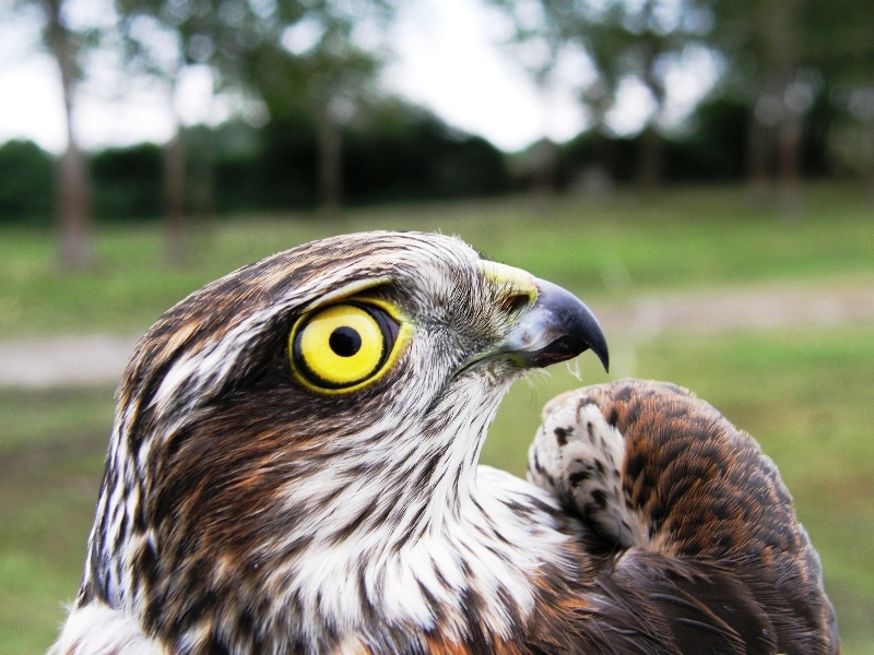 Atmaca » Eurasian Sparrowhawk » Accipiter nisus