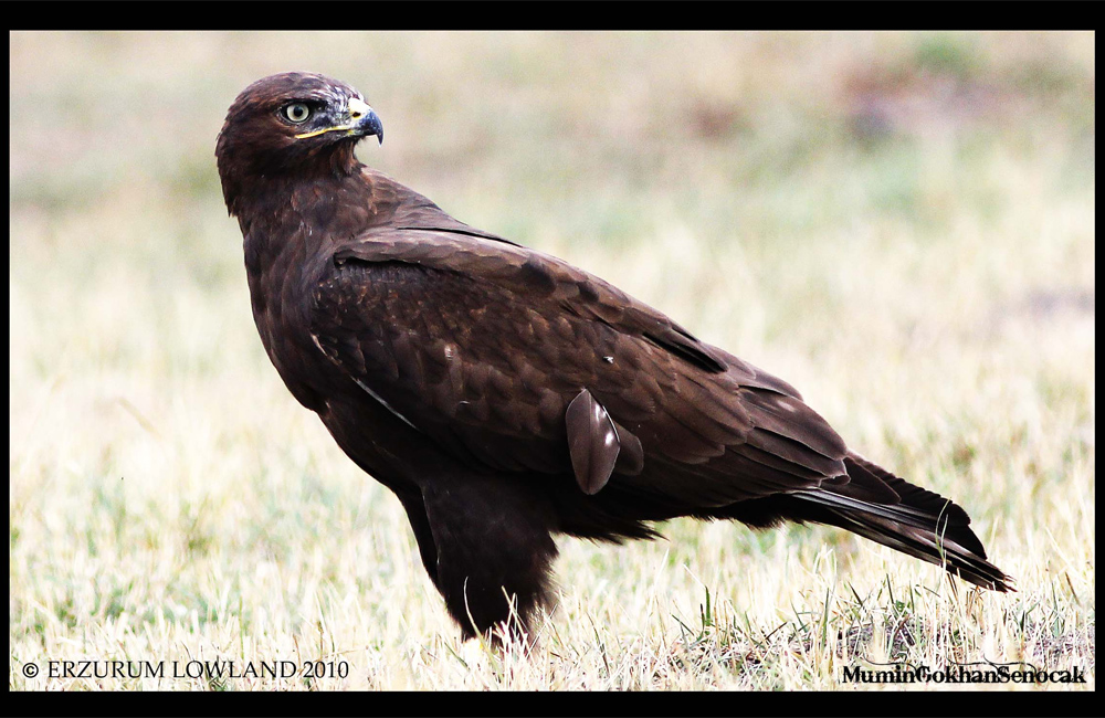 Kızıl şahin » Long-legged Buzzard » Buteo rufinus