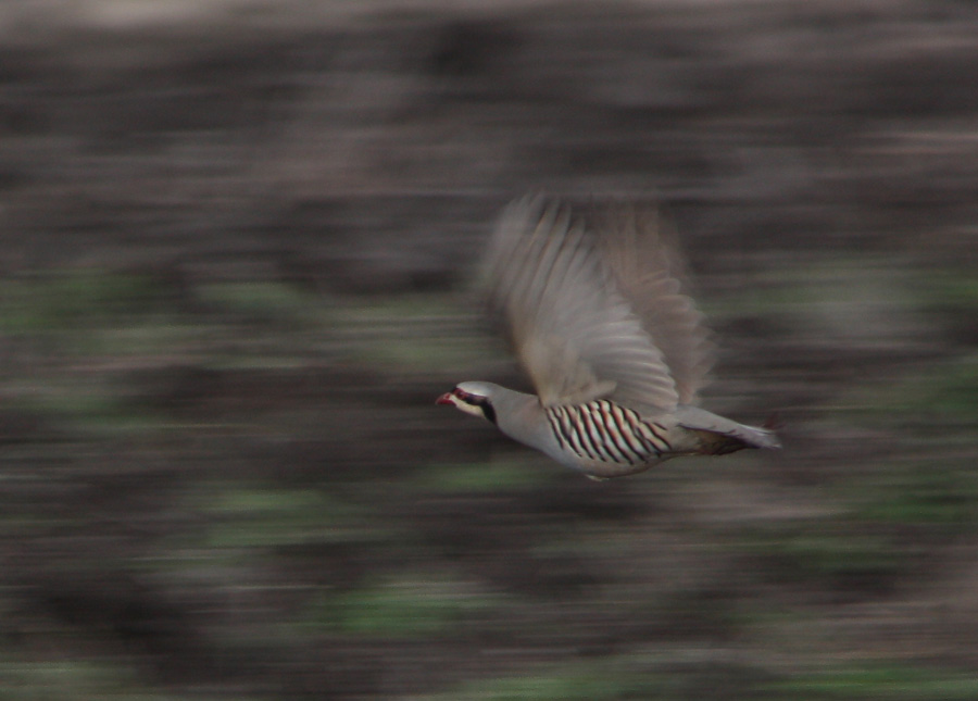 Kınalı keklik » Chukar Partridge » Alectoris chukar