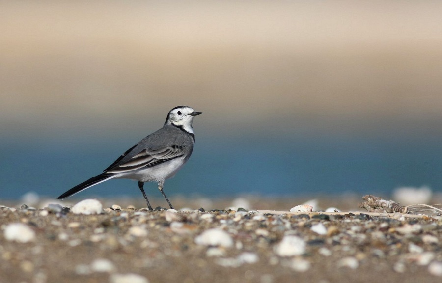 Ak kuyruksallayan » White Wagtail » Motacilla alba