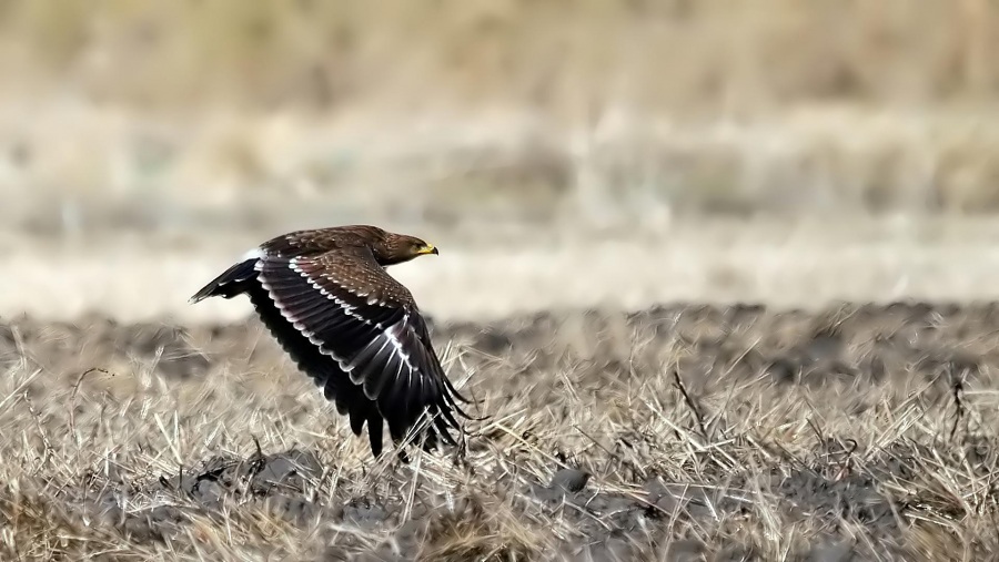 Büyük orman kartalı » Greater Spotted Eagle » Clanga clanga