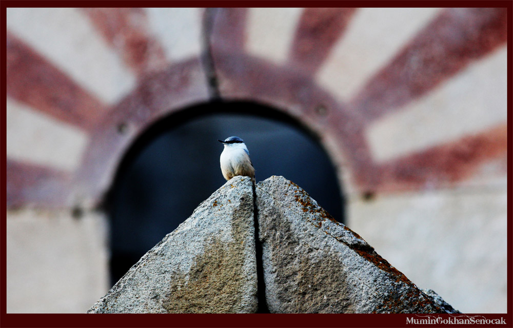 Kaya sıvacısı » Western Rock Nuthatch » Sitta neumayer
