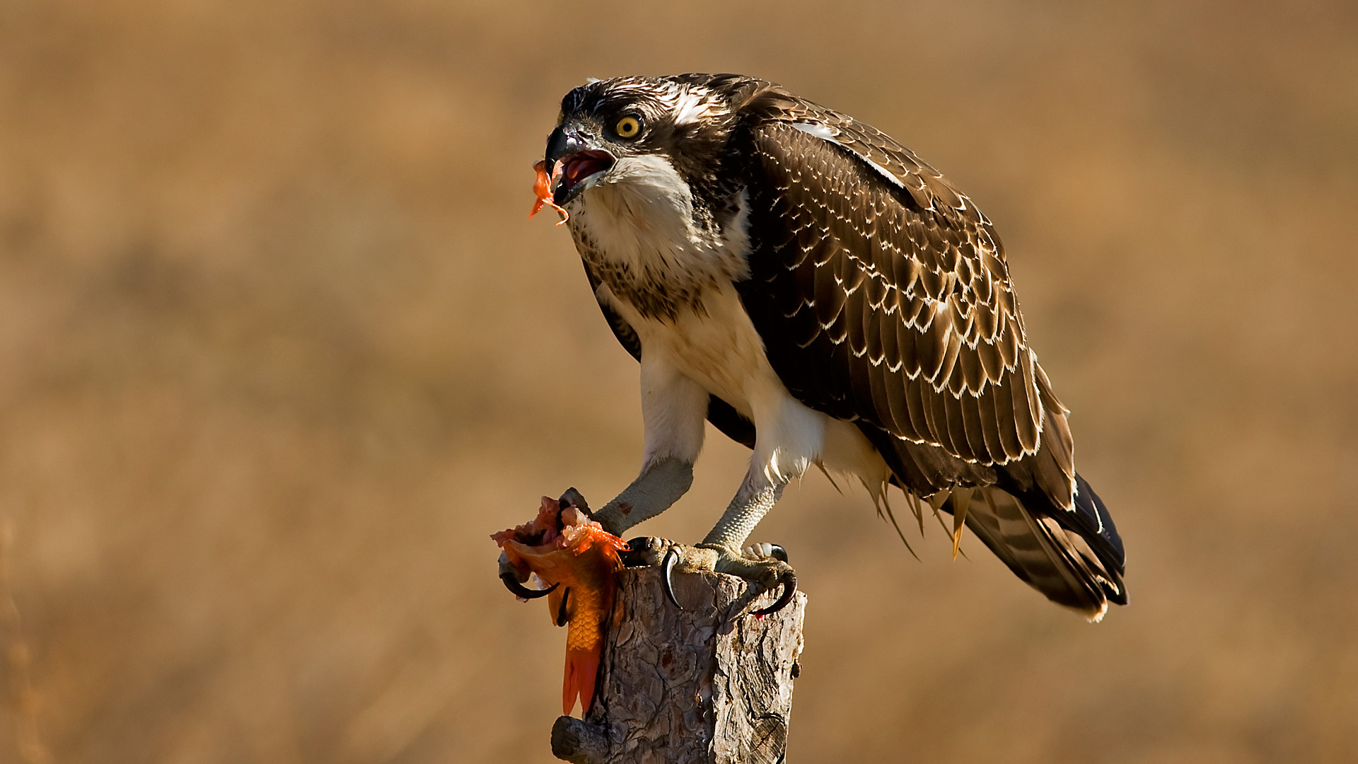 Balık kartalı » Osprey » Pandion haliaetus