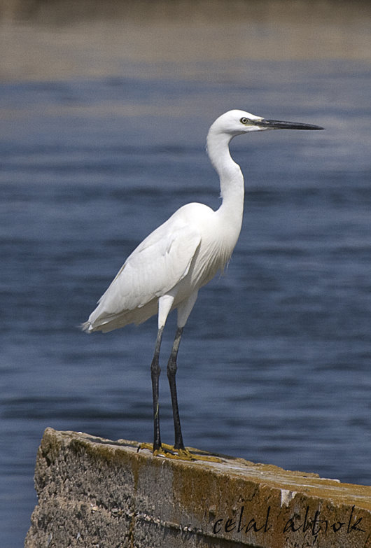 Küçük ak balıkçıl » Little Egret » Egretta garzetta