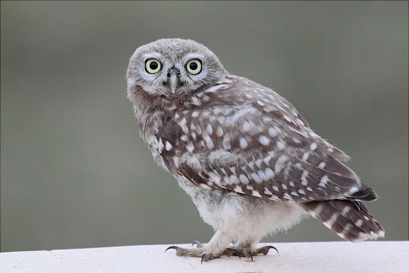 Kukumav » Little Owl » Athene noctua