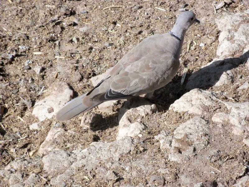 Kumru » Eurasian Collared Dove » Streptopelia decaocto