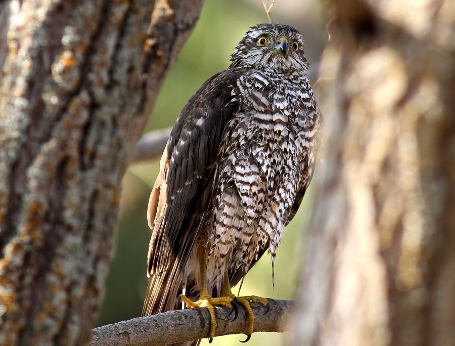 Atmaca » Eurasian Sparrowhawk » Accipiter nisus