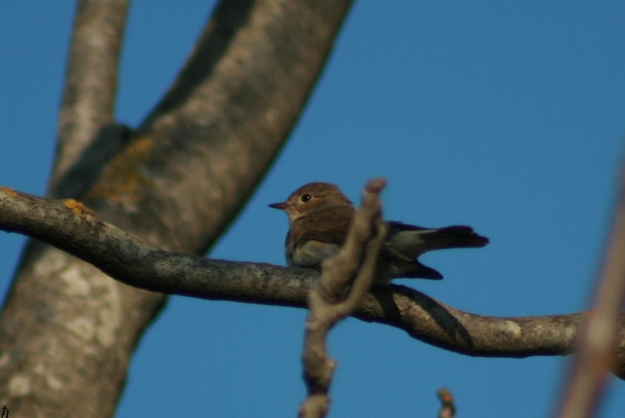Küçük sinekkapan » Red-breasted Flycatcher » Ficedula parva