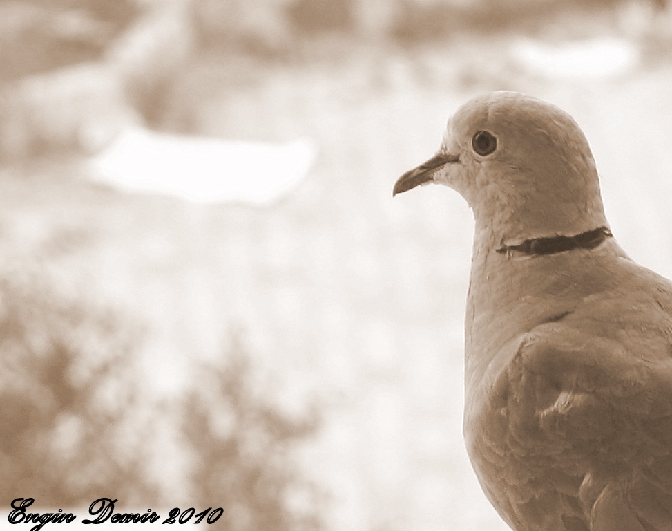 Kumru » Eurasian Collared Dove » Streptopelia decaocto