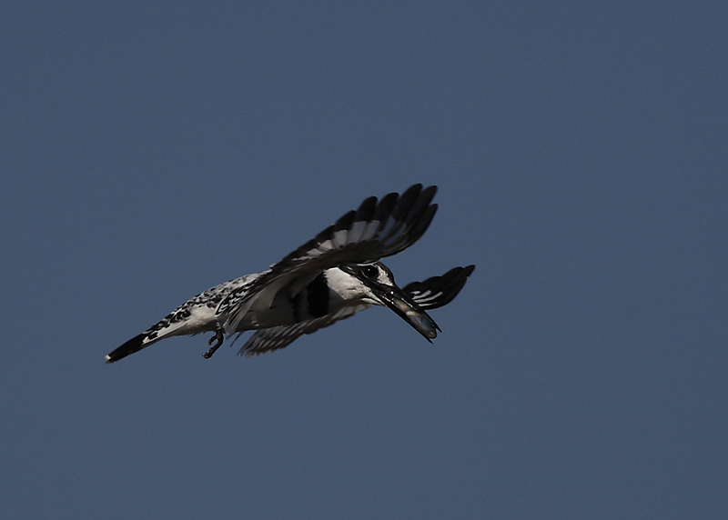 Alaca yalıçapkını » Pied Kingfisher » Ceryle rudis