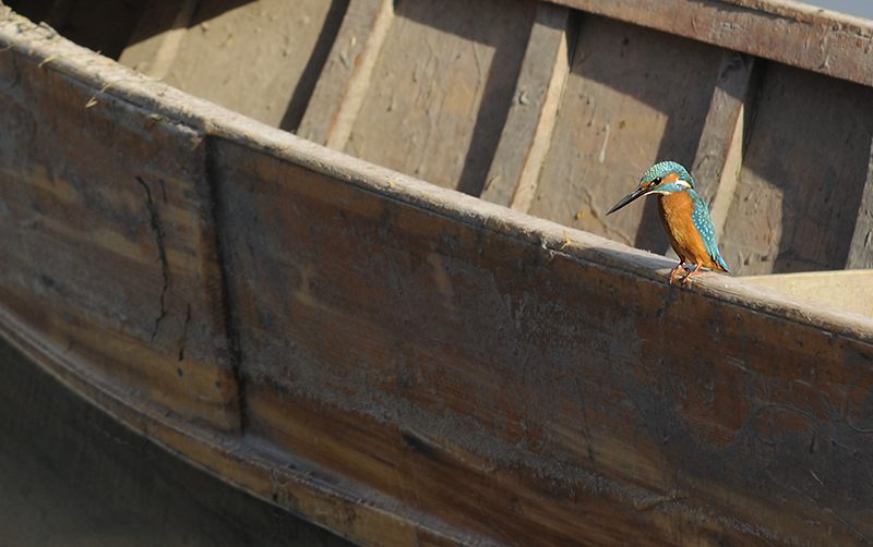 Yalıçapkını » Common Kingfisher » Alcedo atthis