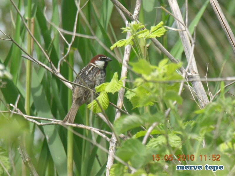 Söğüt serçesi » Spanish Sparrow » Passer hispaniolensis