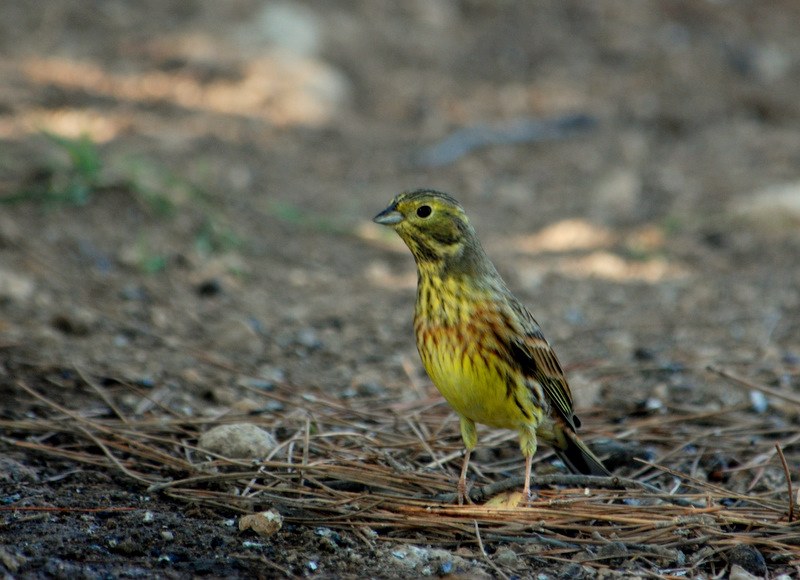 Sarı kirazkuşu » Yellowhammer » Emberiza citrinella