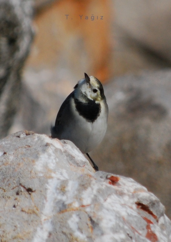 Ak Kuyruksallayan » White Wagtail » Motacilla alba