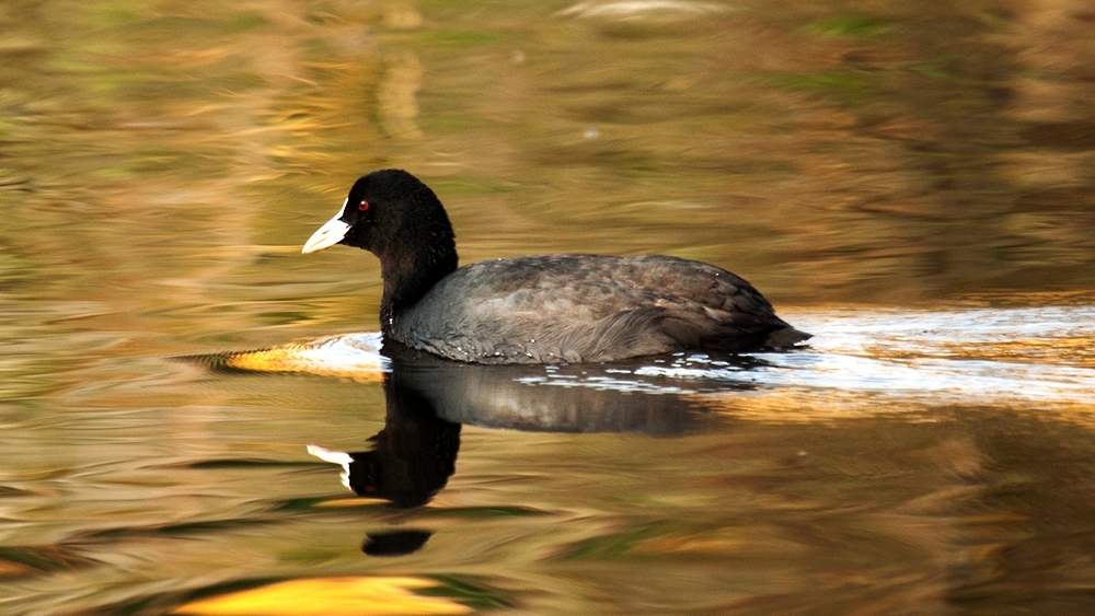 Sakarmeke » Eurasian Coot » Fulica atra