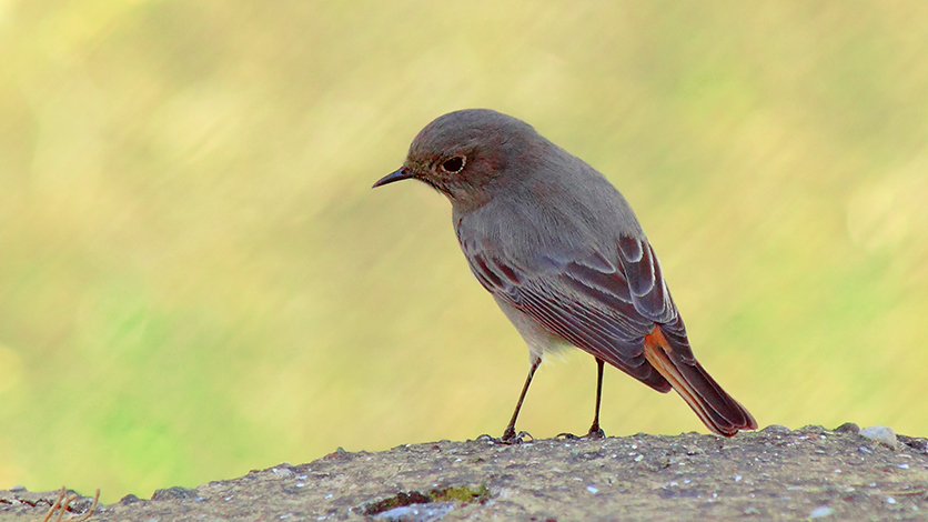 Kara kızılkuyruk » Black Redstart » Phoenicurus ochruros