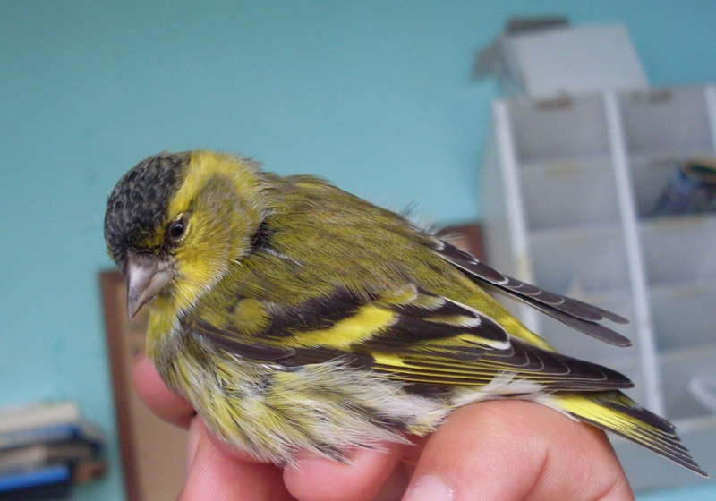 Karabaşlı iskete » Eurasian Siskin » Spinus spinus