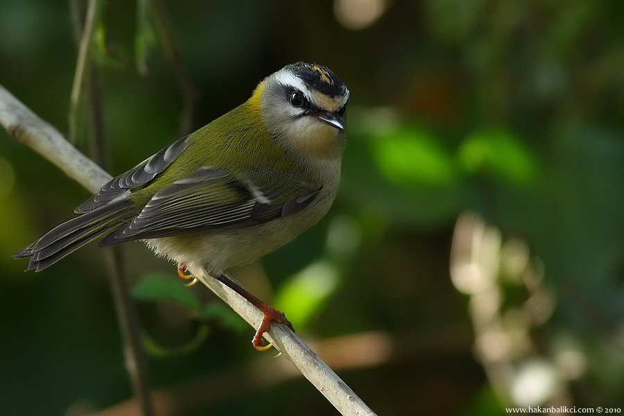 Sürmeli çalıkuşu » Common Firecrest » Regulus ignicapilla