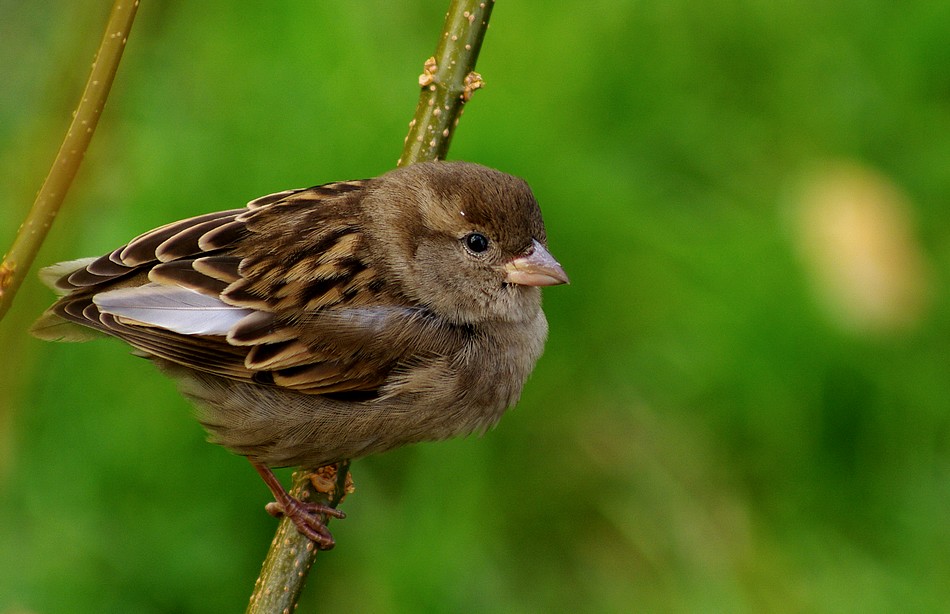 Serçe » House Sparrow » Passer domesticus