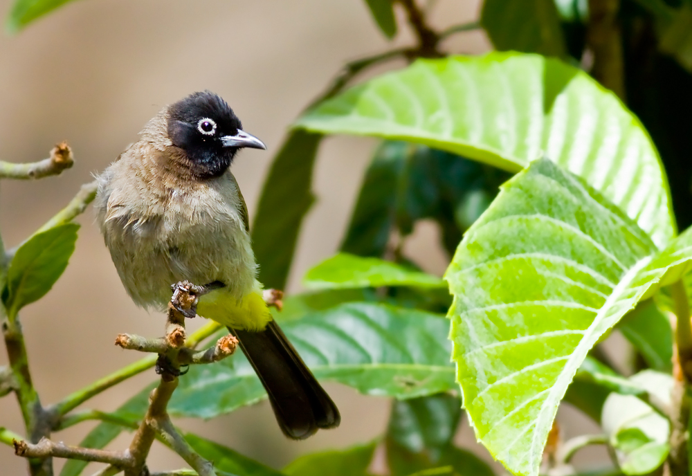 Arapbülbülü » White-spectacled Bulbul » Pycnonotus xanthopygos