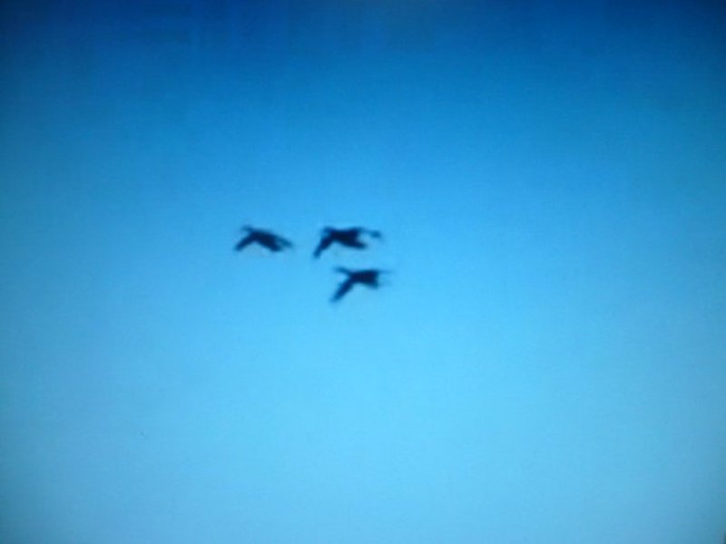Yeşilbaş » Mallard » Anas platyrhynchos