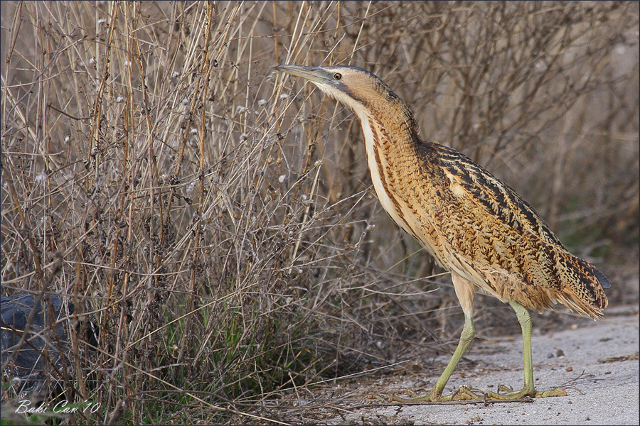 Balaban » Eurasian Bittern » Botaurus stellaris