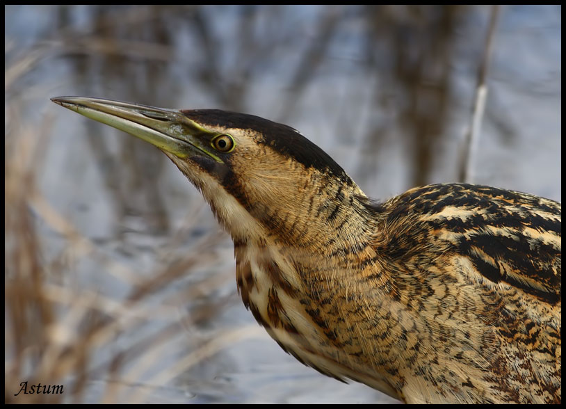 Balaban » Eurasian Bittern » Botaurus stellaris