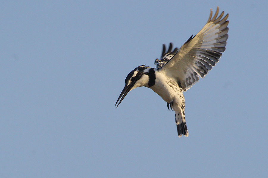 Alaca yalıçapkını » Pied Kingfisher » Ceryle rudis