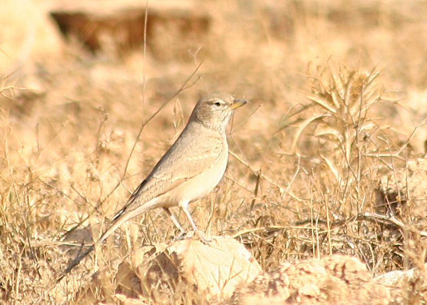 Çöl toygarı » Desert Lark » Ammomanes deserti