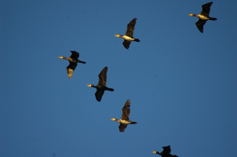 Karabatak » Great Cormorant » Phalacrocorax carbo