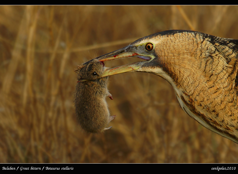 Balaban » Eurasian Bittern » Botaurus stellaris
