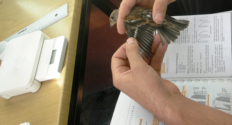 Dağ ispinozu » Brambling » Fringilla montifringilla