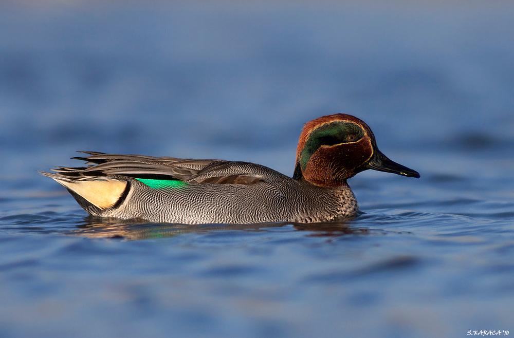 Çamurcun » Eurasian Teal » Anas crecca