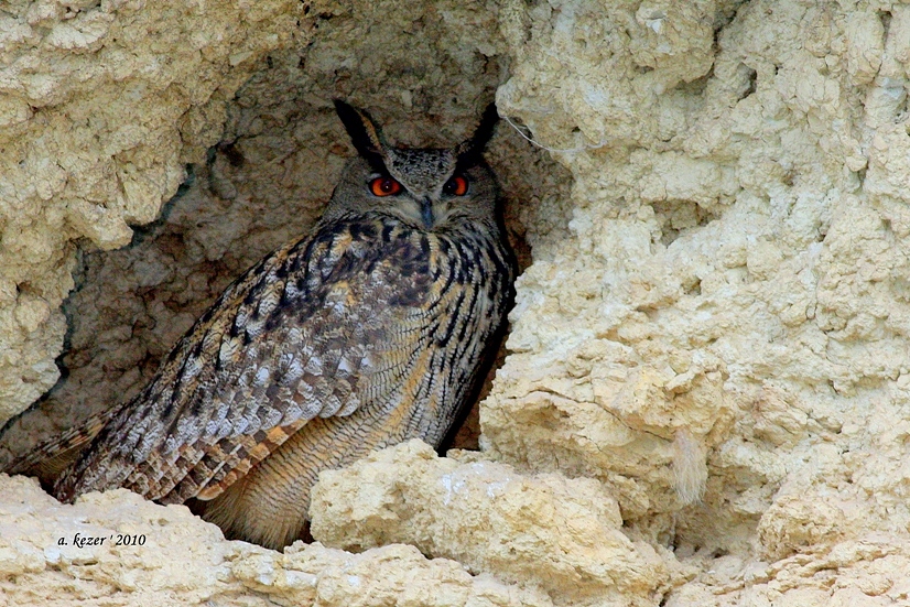 Puhu » Eurasian Eagle-Owl » Bubo bubo