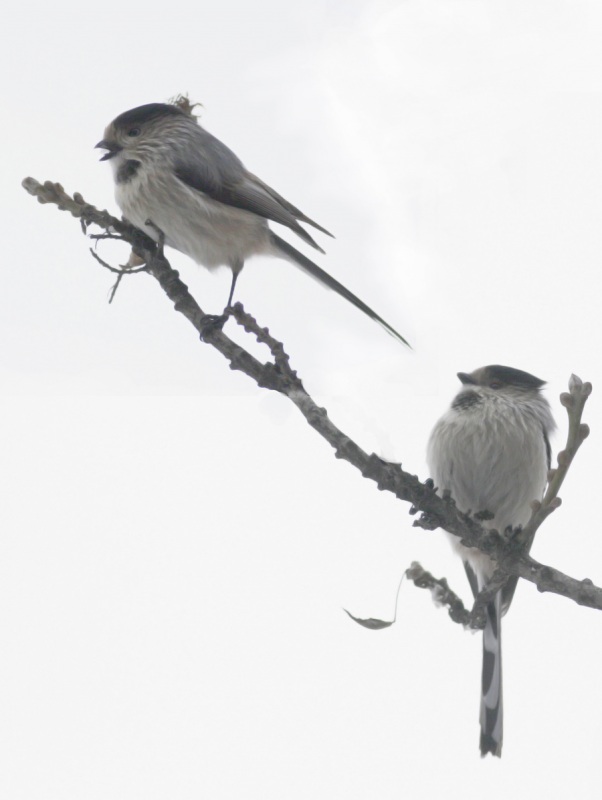 Uzunkuyruklu baştankara » Long-tailed Tit » Aegithalos caudatus