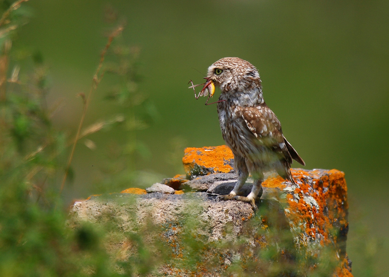 Kukumav » Little Owl » Athene noctua