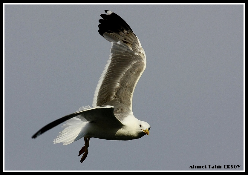 Ada martısı » Audouin`s Gull » Ichthyaetus audouinii