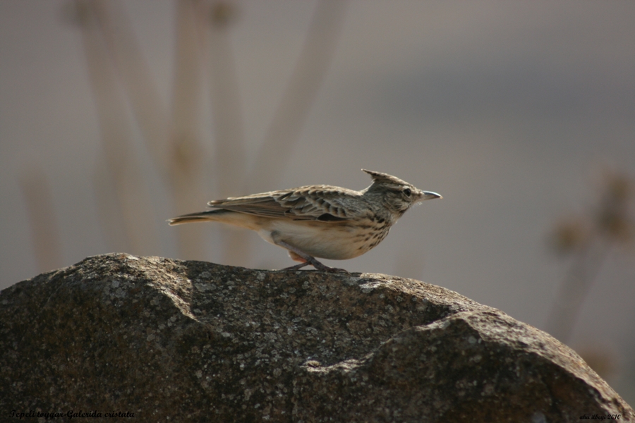 Tepeli toygar » Crested Lark » Galerida cristata