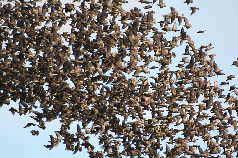 Sığırcık » Common Starling » Sturnus vulgaris