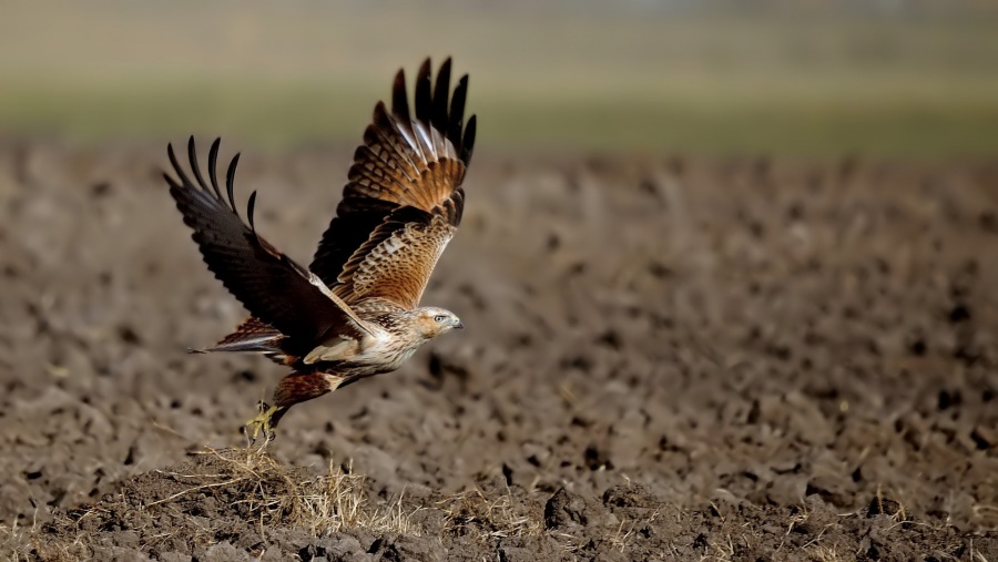 Kızıl şahin » Long-legged Buzzard » Buteo rufinus