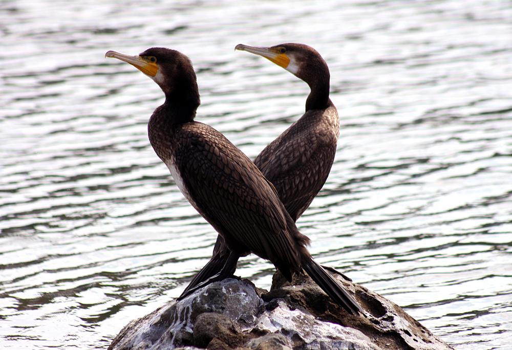 Karabatak » Great Cormorant » Phalacrocorax carbo