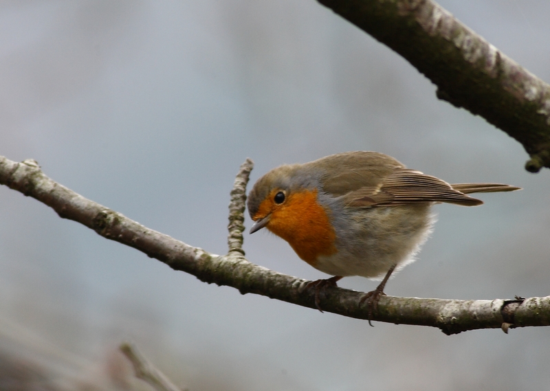 Kızılgerdan » European Robin » Erithacus rubecula