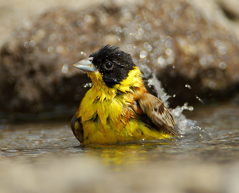 Karabaşlı kirazkuşu » Black-headed Bunting » Emberiza melanocephala