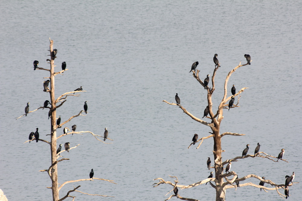 Karabatak » Great Cormorant » Phalacrocorax carbo